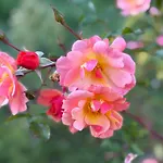 Holiday home Il Puggio Capolona